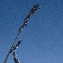 Ernest-Shop_Bon-Parfumeur_701_Eucalyptus_Coriandre_Cyprès_05.webp